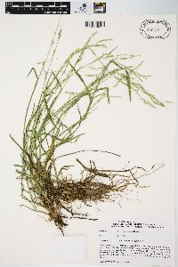 Glyceria declinata image