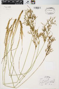 Juncus anthelatus image