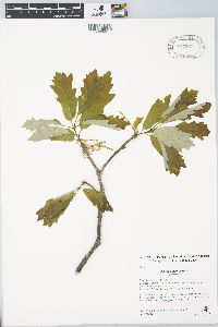 Quercus bicolor image