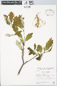 Quercus bicolor image