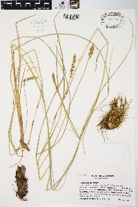 Carex sartwellii image