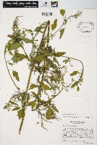 Chenopodium strictum image