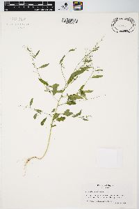 Chenopodium standleyanum image