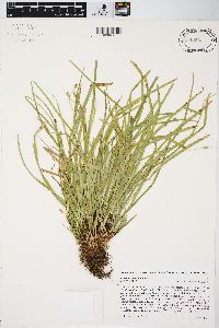 Carex pedunculata image