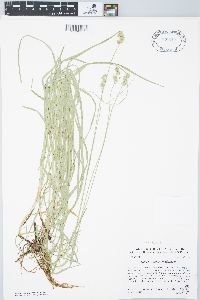 Carex normalis image