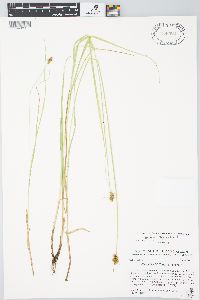 Carex bebbii image