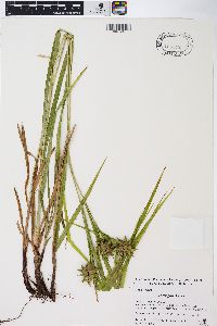 Carex grayi image