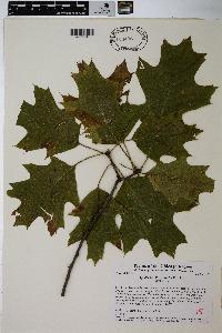 Quercus ellipsoidalis image