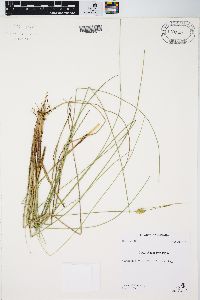 Carex oligosperma image