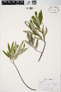 Salix petiolaris image