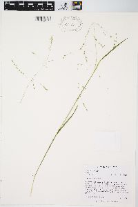 Poa alsodes image