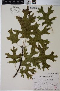 Quercus ellipsoidalis image