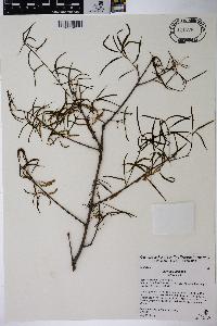 Quercus phellos image