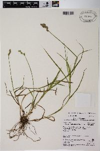 Carex tribuloides var. tribuloides image