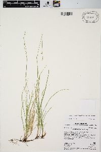 Carex disperma image