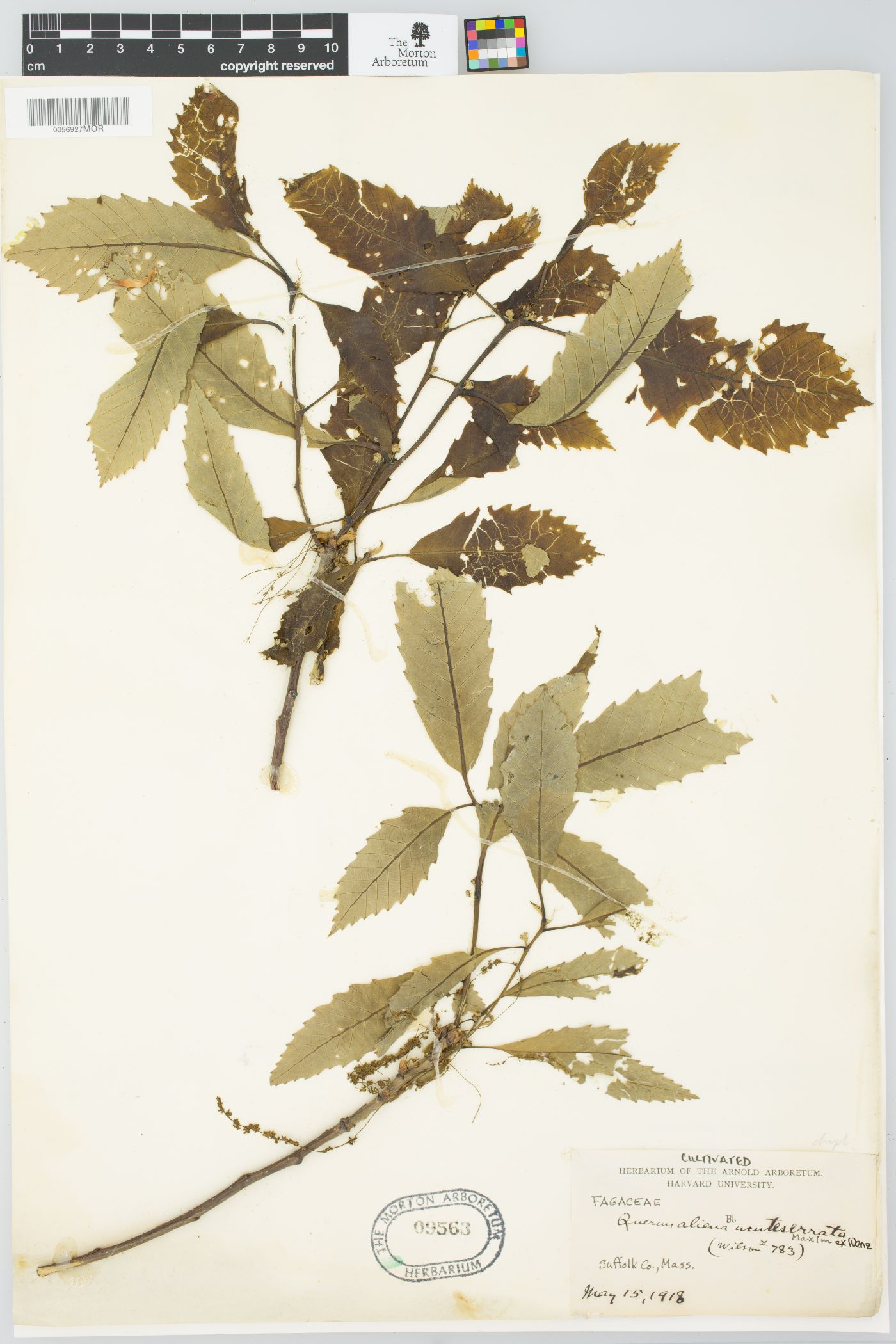 Quercus aliena var. acutiserrata image