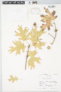 Quercus buckleyi image