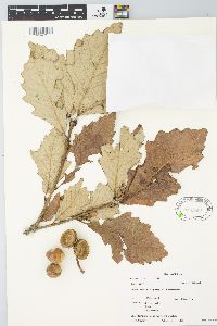 Quercus bicolor image