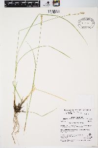 Carex prairea image