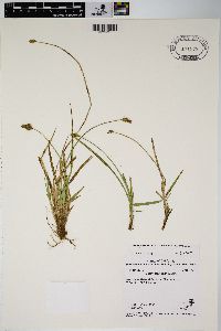 Carex harfordii image