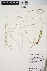 Carex echinata image