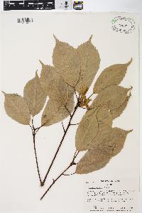 Quercus glauca image