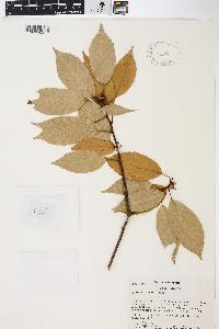 Quercus glauca image