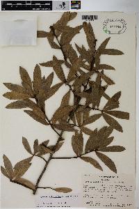 Quercus hemisphaerica image