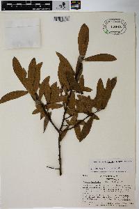 Quercus hemisphaerica image