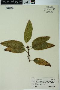 Quercus imbricaria image