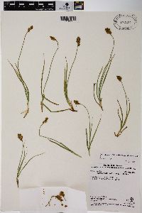 Carex straminiformis image