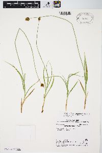 Carex abrupta image