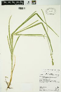 Carex sparganioides image