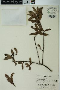 Quercus laurifolia image