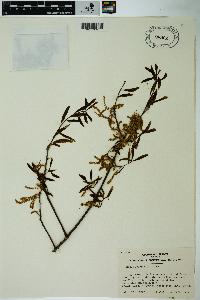 Quercus laurifolia image