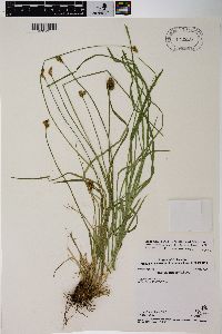 Carex subfusca image