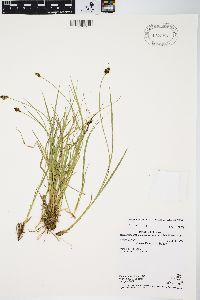 Carex illota image