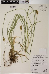 Carex specifica image