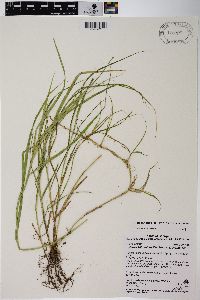 Carex tribuloides var. tribuloides image