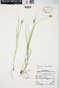 Carex merritt-fernaldii image