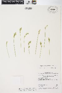 Carex infirminervia image