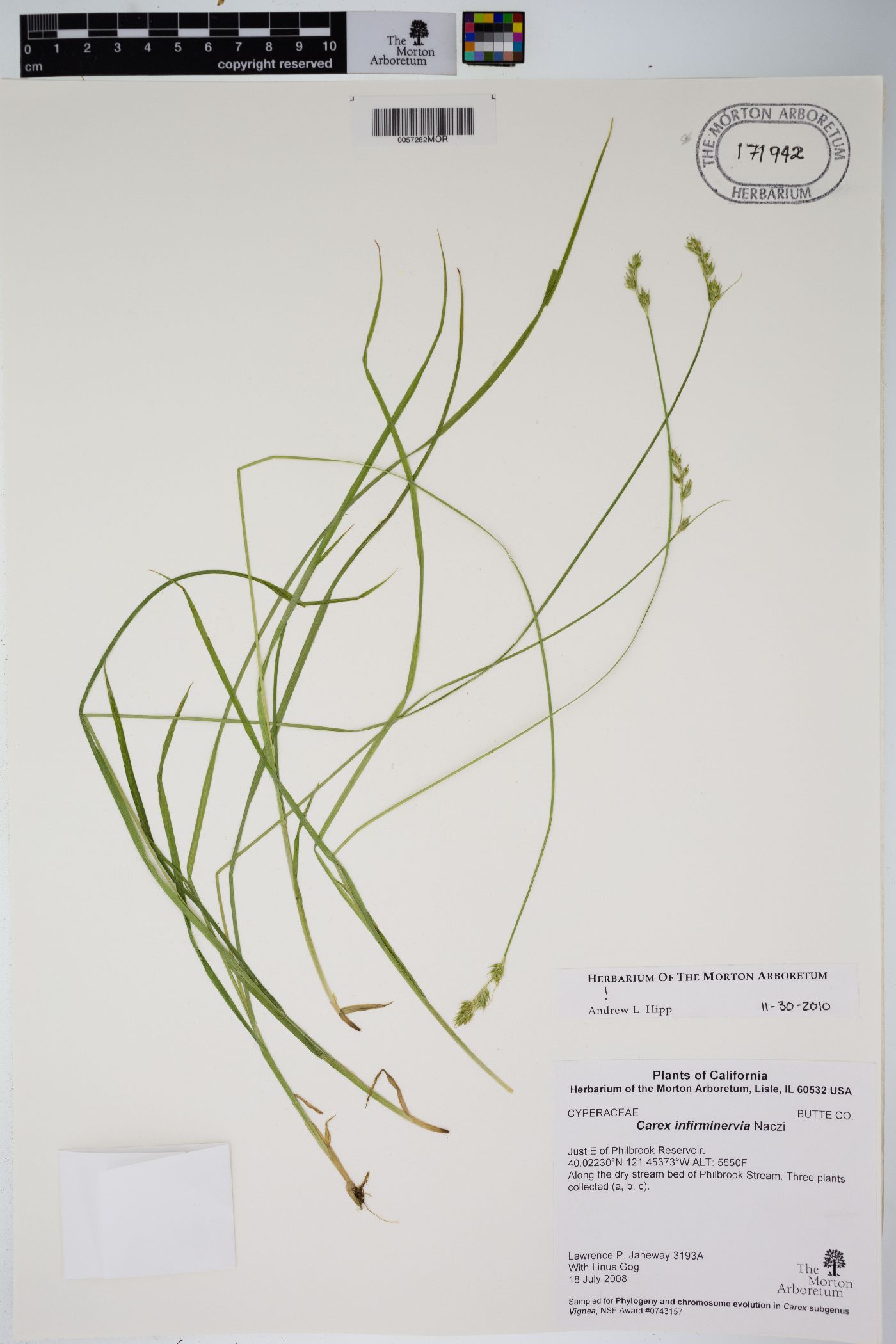 Carex infirminervia image