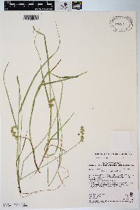 Carex projecta image