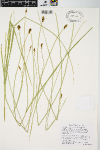 Carex neurophora image