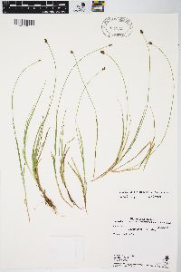 Carex illota image