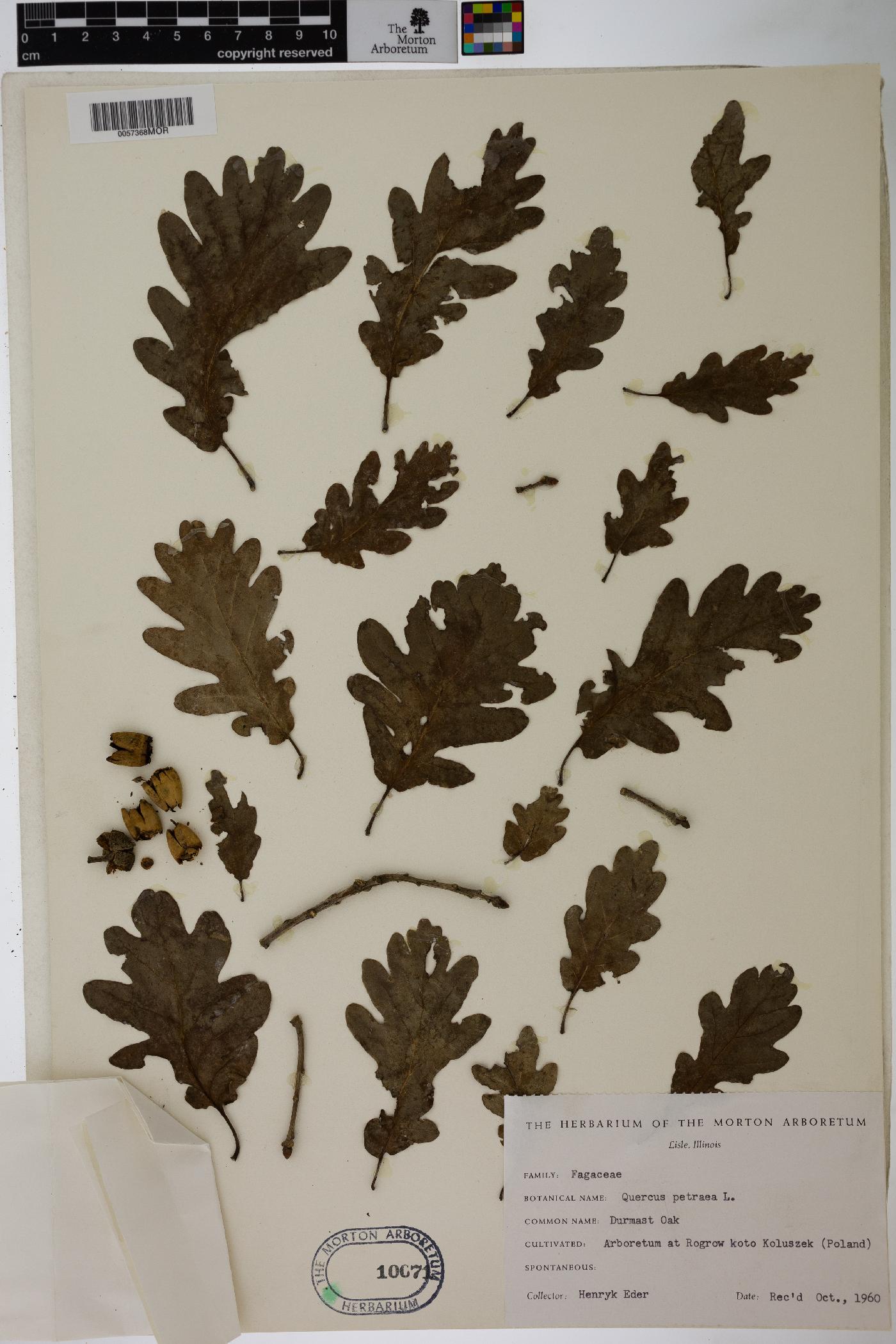Quercus petraea image