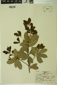 Quercus phillyraeoides image