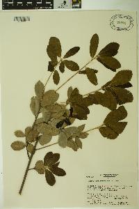 Quercus phillyraeoides image