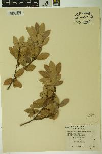 Quercus phillyraeoides image