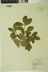 Quercus phillyreoides image